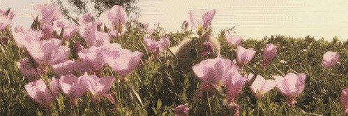 Bratty Elena 𑣲⋆'s banner