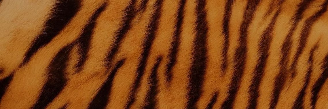 ✶⋆.˚'s banner