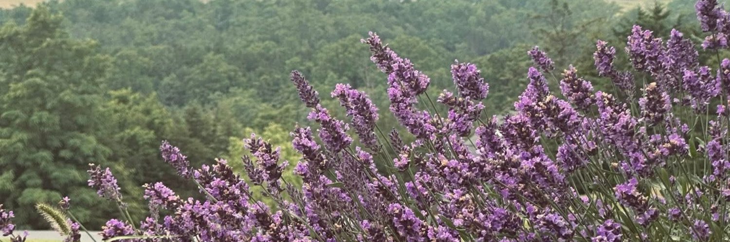 Dolly Spice- Jones 🌱🎵's banner