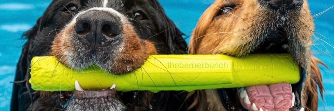 PawsomeAF's banner