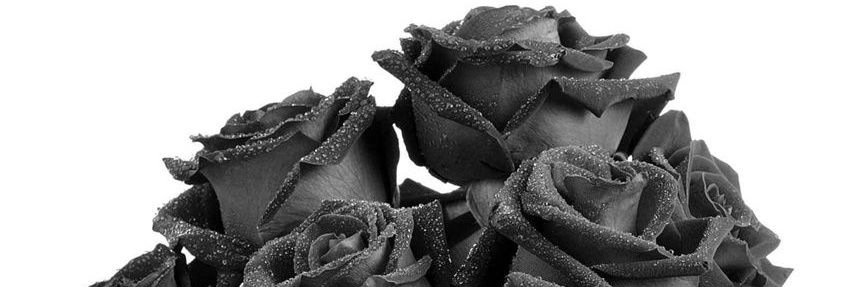 Black Roses's banner