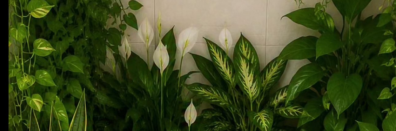Afra's banner