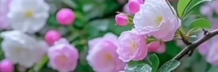 Aurora Blake's banner