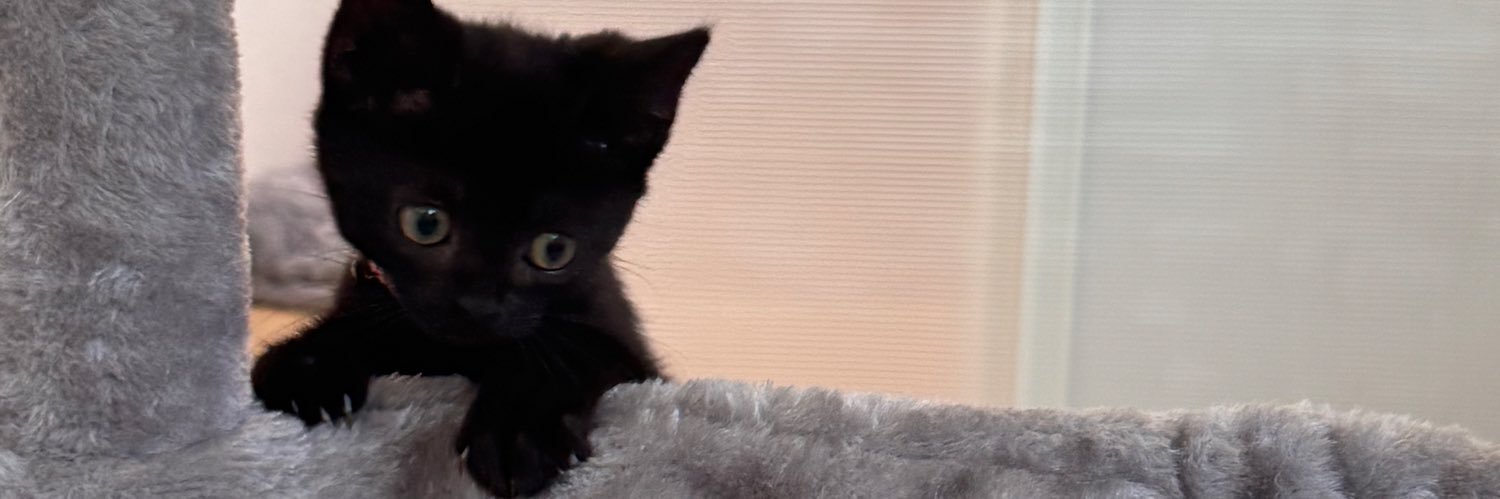 𝐉𝐢𝐉𝐢🐈‍⬛🐱's banner