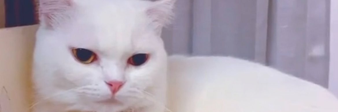 Aiy_Auy's banner