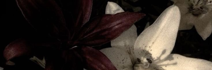 SASHA 🔞's banner