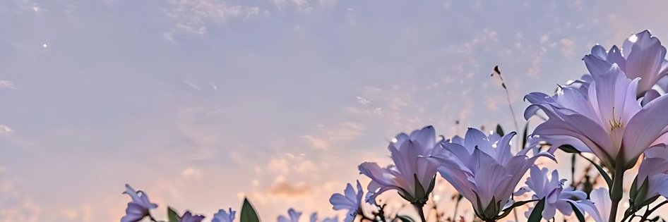 sofia's banner