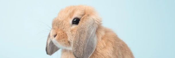 BUNNY 🐇's banner