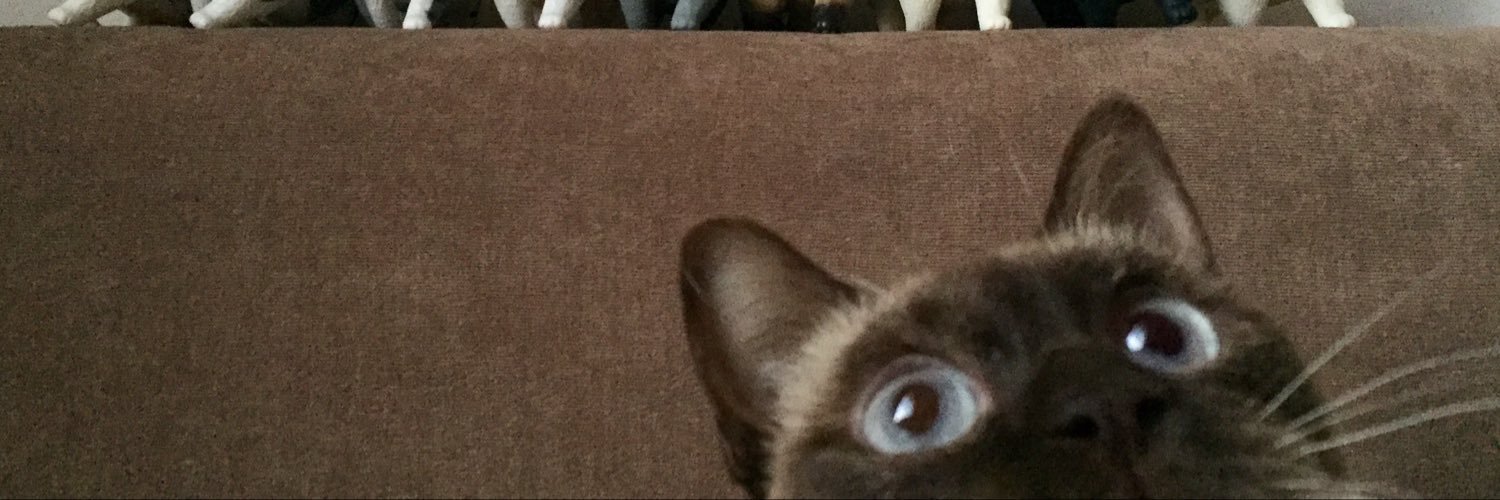 脳猫's banner
