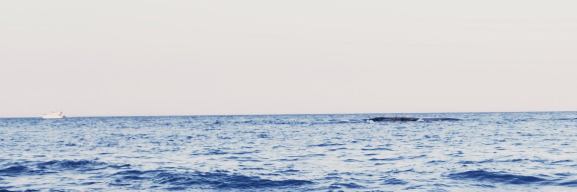 小D（互推）'s banner