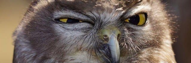 tired owl's banner