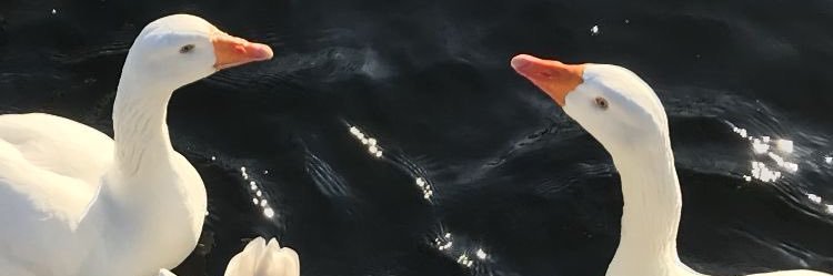 PraewBabe's banner