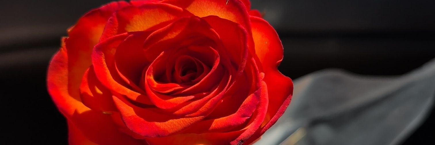 rosebud's banner