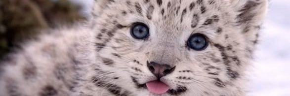 Snow Leopard's banner