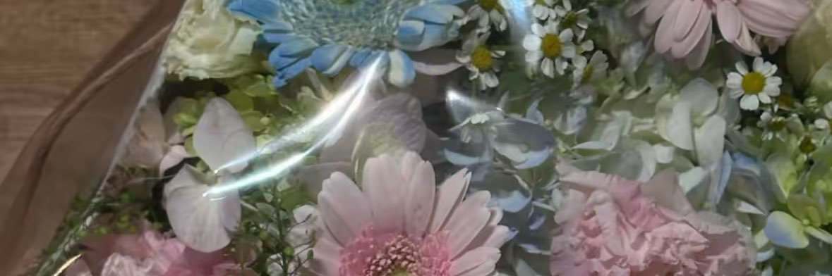 mèo kem trứng's banner