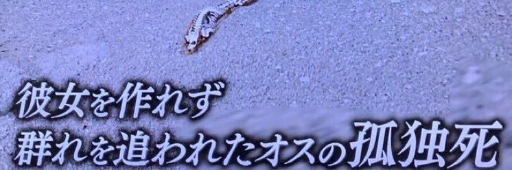 ドF's banner
