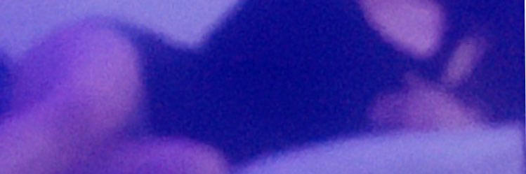 dani's banner