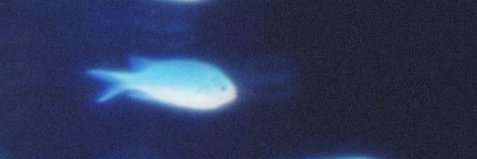 ;)'s banner