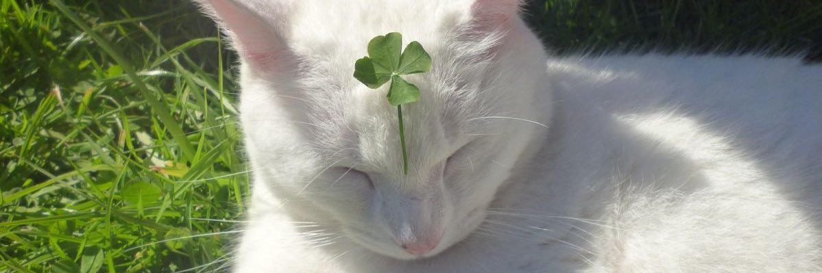 Meemew's banner