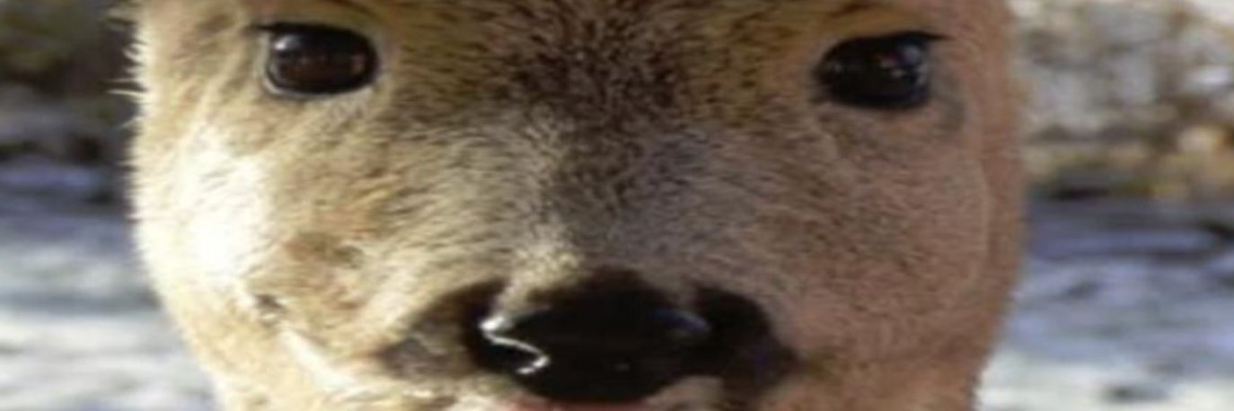 FinnFella :3's banner