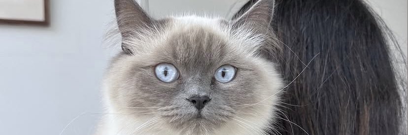 Little Deeva's banner