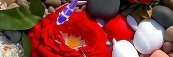 سيرا's banner