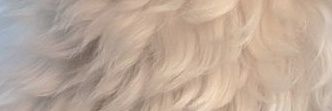 Loyal Paws 🐾's banner