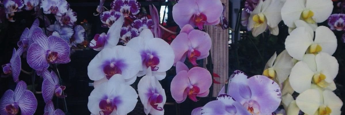 Rani's banner