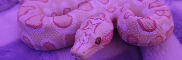 Tabitha 🌸's banner