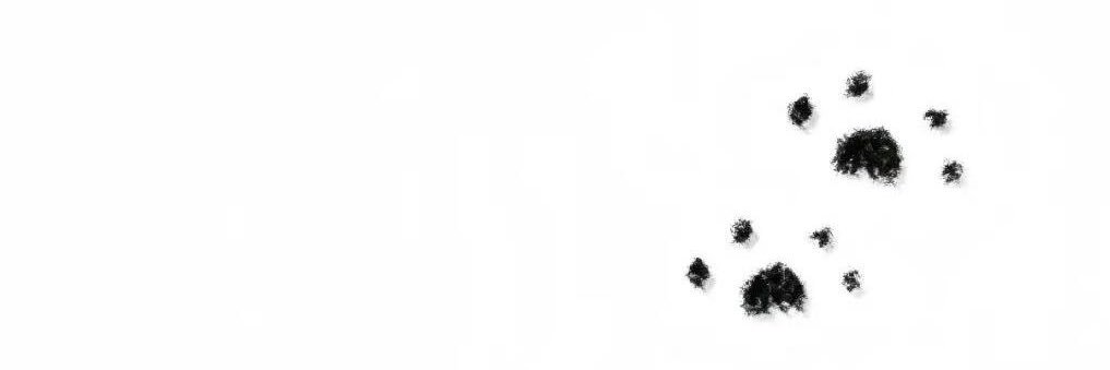 Yana's banner