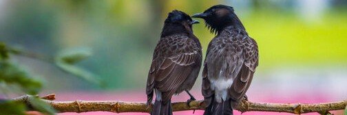 Bulbul🌸's banner