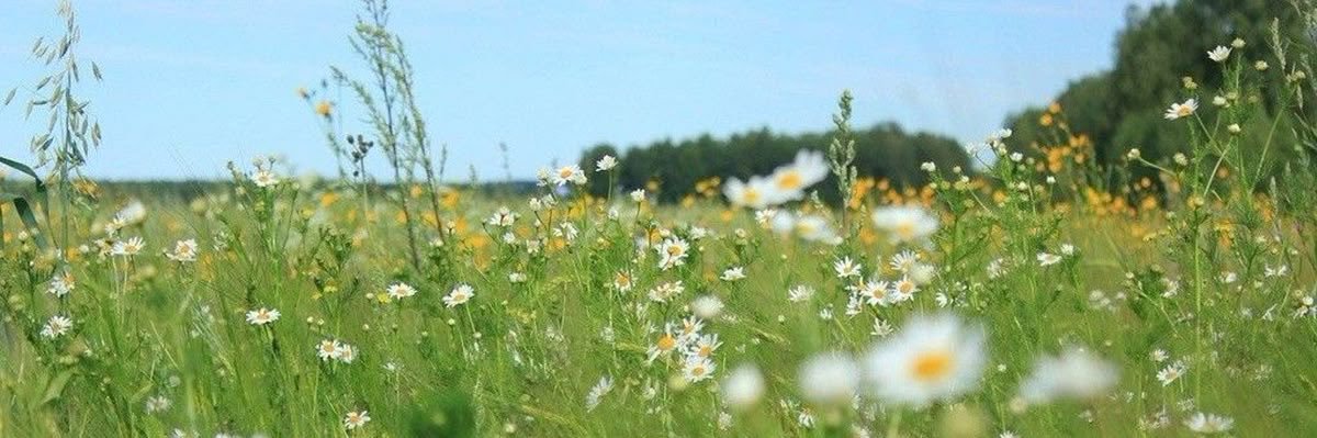 Elena Fleur's banner