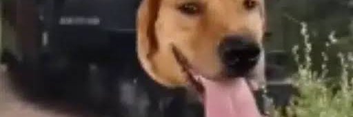 Train dog's banner