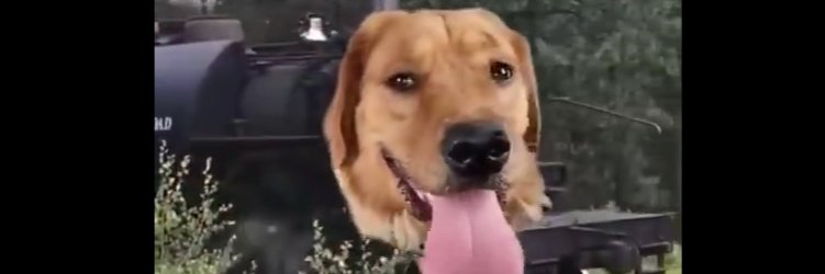 Train Dog Daily's banner