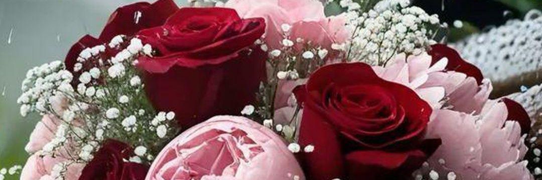 شذا's banner