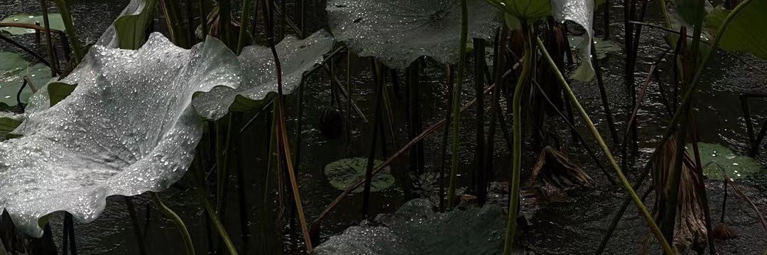 跟拍小能手's banner