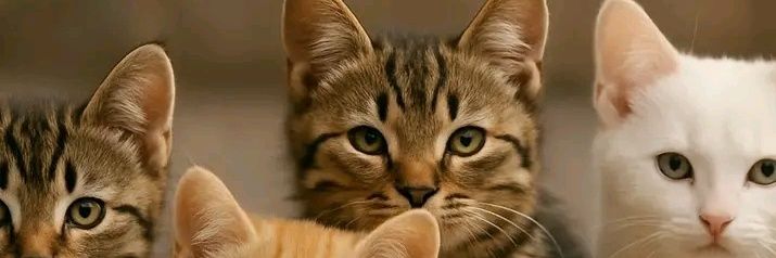 Cat Universe's banner