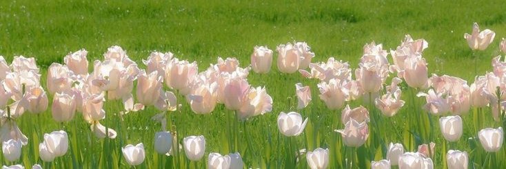 aesthetix.'s banner