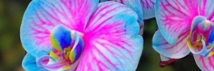 Wild Orchid 🇺🇸's banner