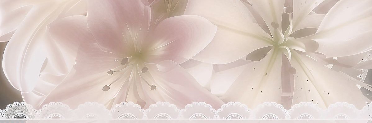 daily meow's banner