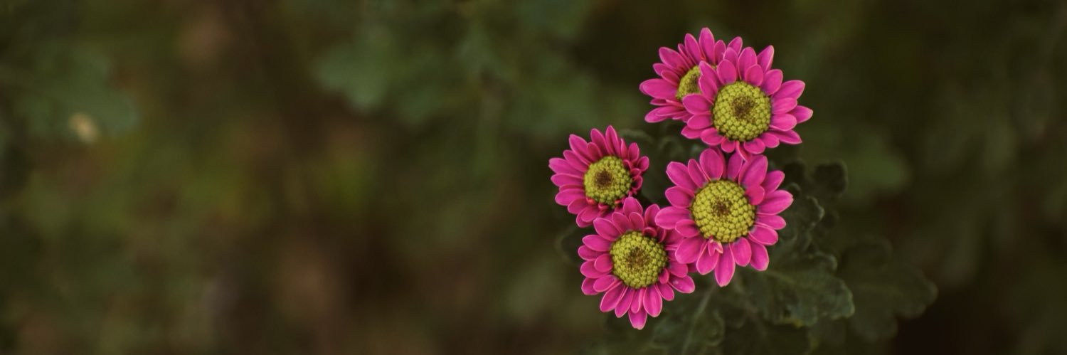 VintageGardenJ's banner