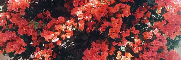 Sabrina L's banner