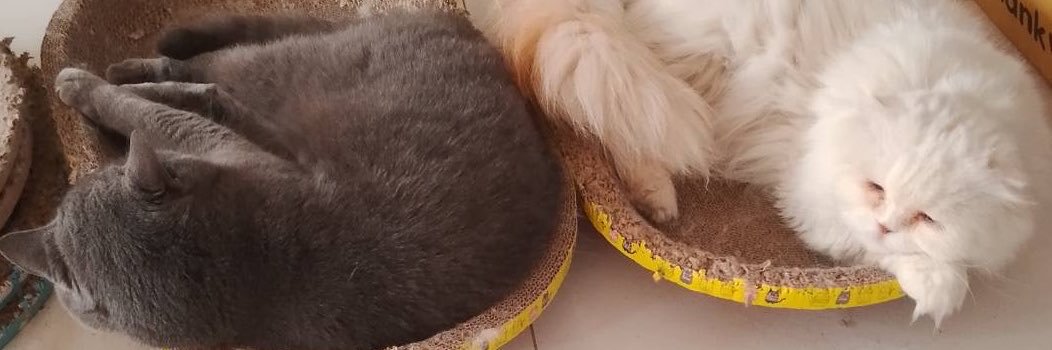 มนุษย์แมว 🐈‍⬛ 𖦹 ׂ 𓈒's banner