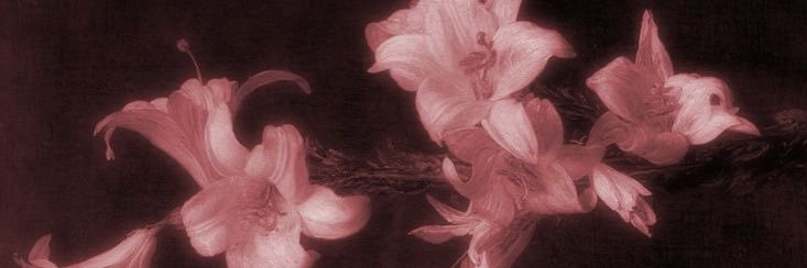sabrinaᢉ𐭩's banner