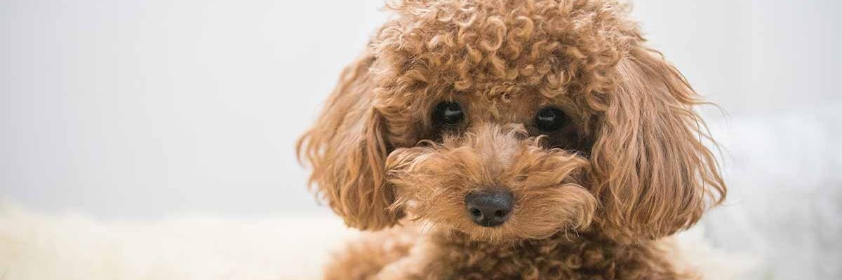Puppie love's banner