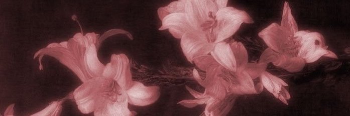 Lestia Tweet's banner