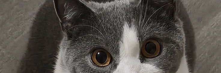 smart cats's banner