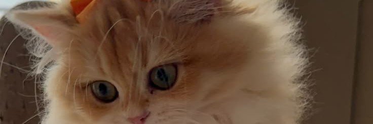Cats lovers's banner