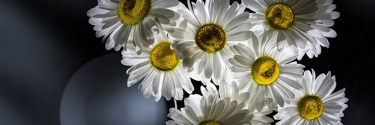 Тётя Ира's banner