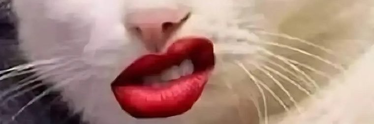 Funny clip video's banner